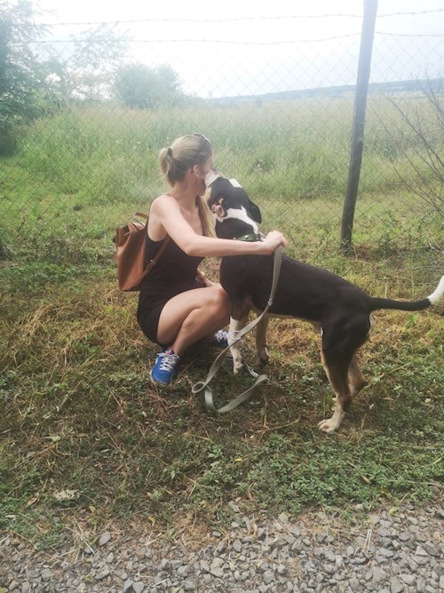 Betti- petsitter Budapest or Pet nanny for dogs cats