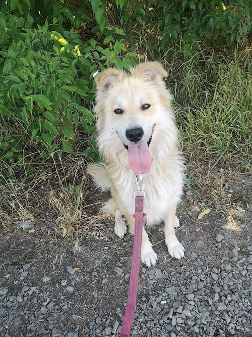 Betti- petsitter Budapest or Pet nanny for dogs cats