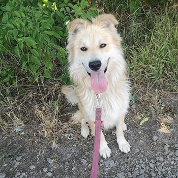 thumbnail petsitter Budapest or pet nanny for dogs cats