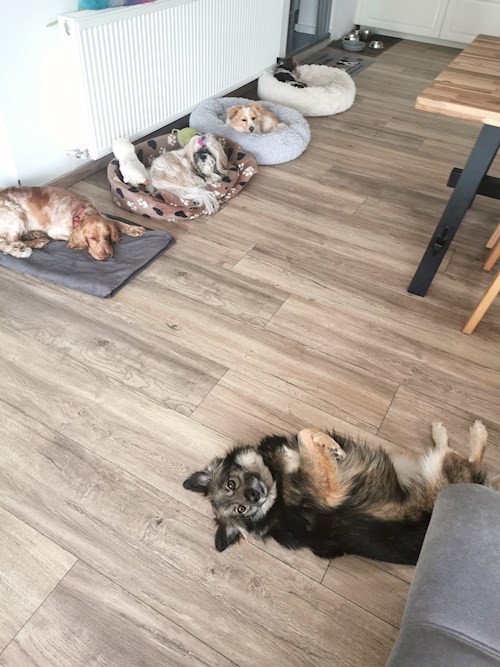 Orsolya- petsitter Érd or Pet nanny for dogs cats