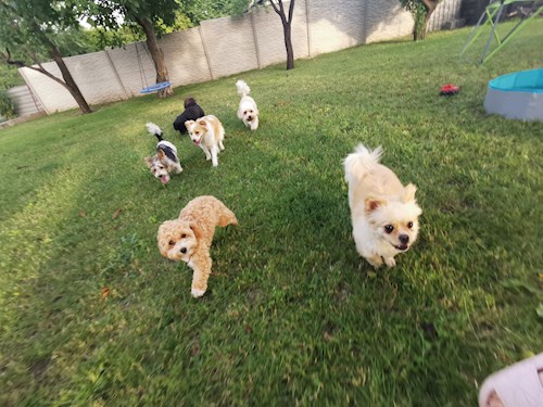 Orsolya- petsitter Érd or Pet nanny for dogs cats