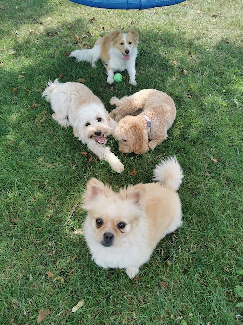 Orsolya- petsitter Érd or Pet nanny for dogs cats