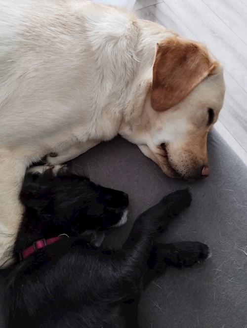 Gréta- petsitter Budapest or Pet nanny for dogs