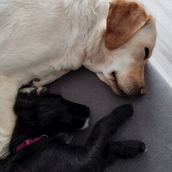 thumbnail petsitter Budapest or pet nanny for dogs