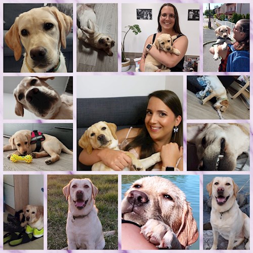 Gréta- petsitter Budapest or Pet nanny for dogs