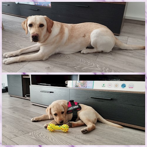 Gréta- petsitter Budapest or Pet nanny for dogs