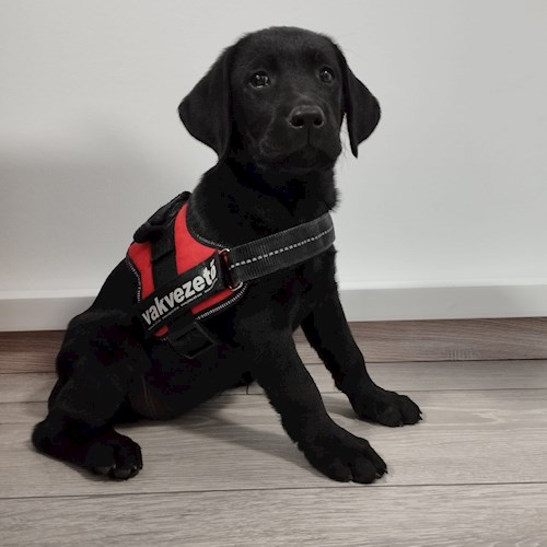 Gréta- petsitter Budapest or Pet nanny for dogs