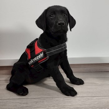 thumbnail petsitter Budapest or pet nanny for dogs