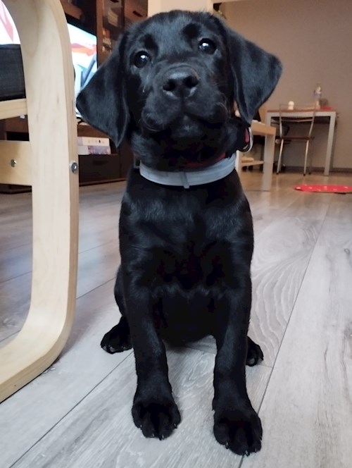 Gréta- petsitter Budapest or Pet nanny for dogs