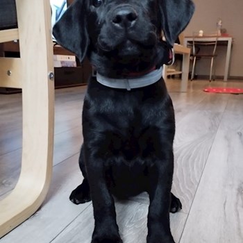 thumbnail petsitter Budapest or pet nanny for dogs