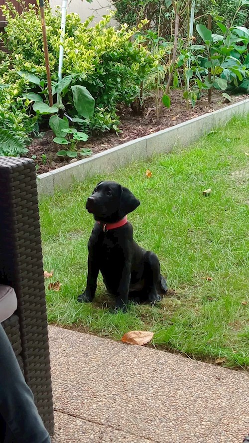 Gréta- petsitter Budapest or Pet nanny for dogs