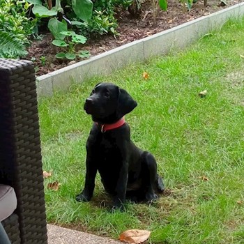 thumbnail petsitter Budapest or pet nanny for dogs