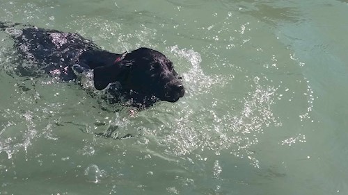 Gréta- petsitter Budapest or Pet nanny for dogs