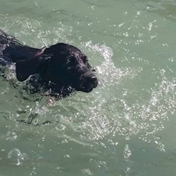 thumbnail petsitter Budapest or pet nanny for dogs