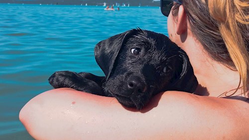 Gréta- petsitter Budapest or Pet nanny for dogs