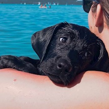 thumbnail petsitter Budapest or pet nanny for dogs