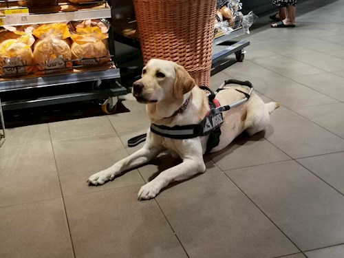 Gréta- petsitter Budapest or Pet nanny for dogs