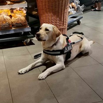 thumbnail petsitter Budapest or pet nanny for dogs