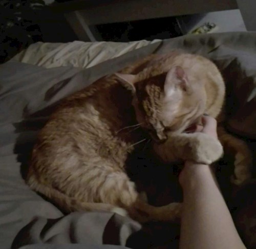 Kata- petsitter Budapest vagy Állat szitter a kutyák cicák