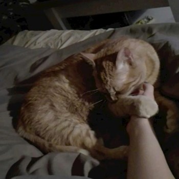 thumbnail petsitter Budapest vagy Állat szitter a kutyák cicák