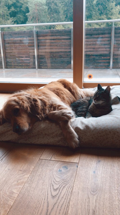 Porkoláb- petsitter Budapest or Pet nanny for dogs cats