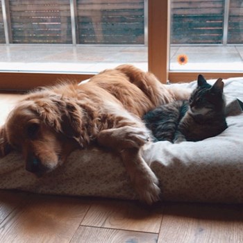 thumbnail petsitter Budapest or pet nanny for dogs cats