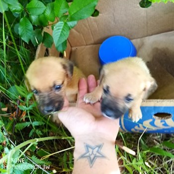 thumbnail petsitter Budapest or pet nanny for dogs cats