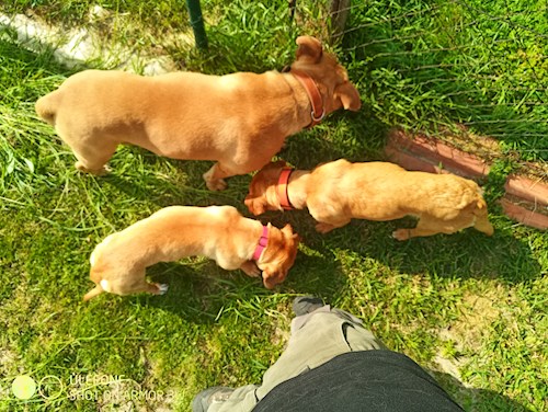 Király- petsitter Budapest or Pet nanny for dogs cats
