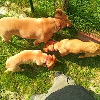 thumbnail petsitter Budapest or pet nanny for dogs cats