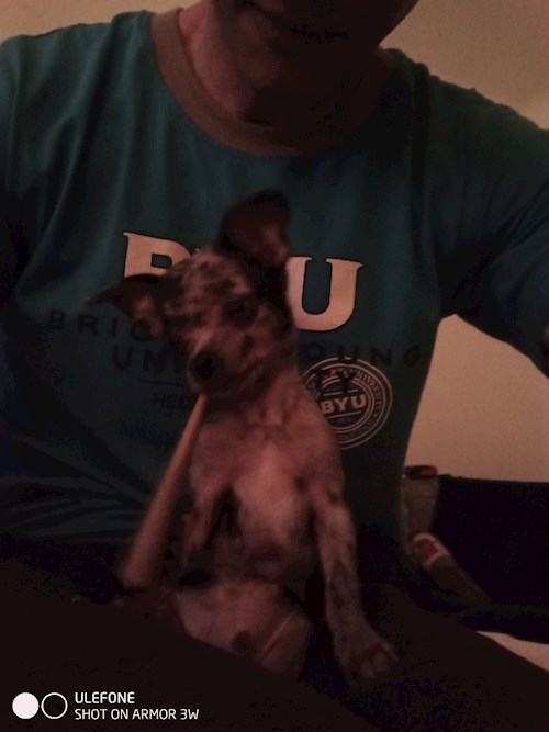 Király- petsitter Budapest or Pet nanny for dogs cats