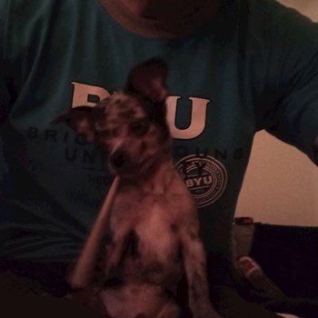 thumbnail petsitter Budapest or pet nanny for dogs cats