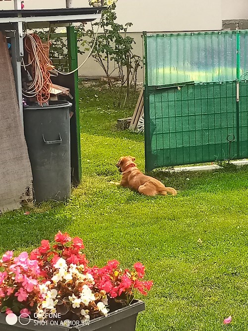 Király- petsitter Budapest or Pet nanny for dogs cats