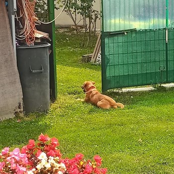 thumbnail petsitter Budapest or pet nanny for dogs cats