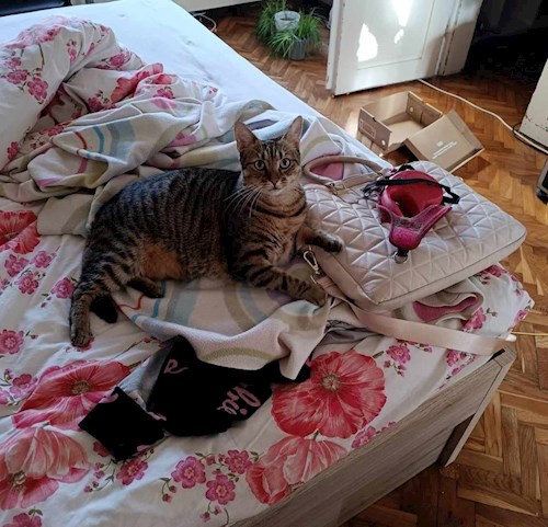 Horváth- petsitter Budapest vagy Állat szitter a