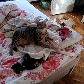 thumbnail petsitter Budapest vagy Állat szitter a