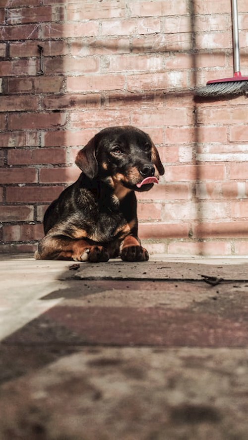 Sarolta- petsitter Nagykovácsi or Pet nanny for dogs cats