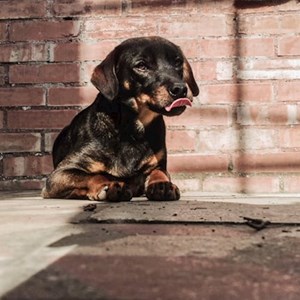 petsitter Nagykovácsi vagy Állat szitter a Kutyák Cicák