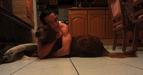 Szabó- petsitter Budapest or Pet nanny for dogs cats