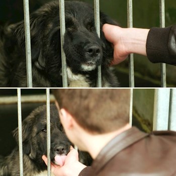 thumbnail petsitter Budapest or pet nanny for dogs cats