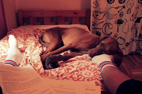 Szabó- petsitter Budapest or Pet nanny for dogs cats