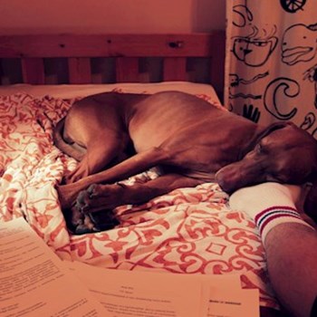 thumbnail petsitter Budapest or pet nanny for dogs cats