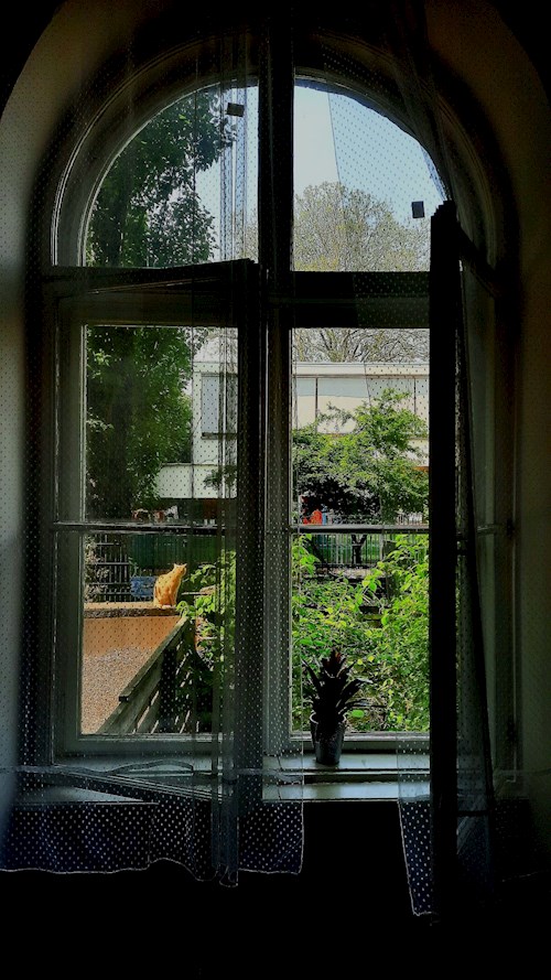 Szabó- petsitter Budapest or Pet nanny for dogs cats