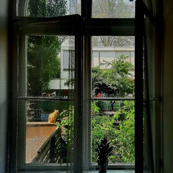 thumbnail petsitter Budapest or pet nanny for dogs cats