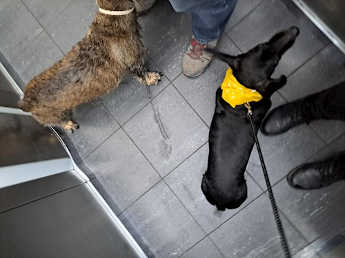 Mike- petsitter Gödöllő or Pet nanny for dogs cats
