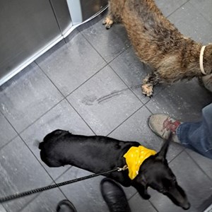 petsitter Gödöllő vagy Állat szitter a Kutyák Cicák
