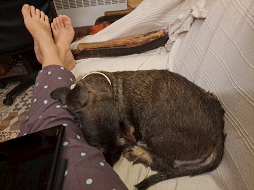 Mike- petsitter Gödöllő or Pet nanny for dogs cats
