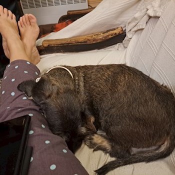 thumbnail petsitter Gödöllő or pet nanny for dogs cats