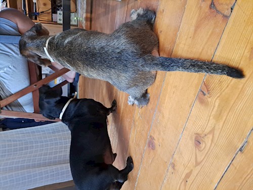 Mike- petsitter Gödöllő or Pet nanny for dogs cats