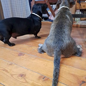 thumbnail petsitter Gödöllő or pet nanny for dogs cats