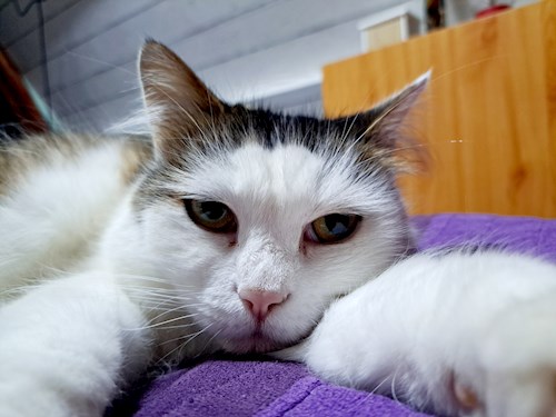 Mike- petsitter Gödöllő or Pet nanny for dogs cats